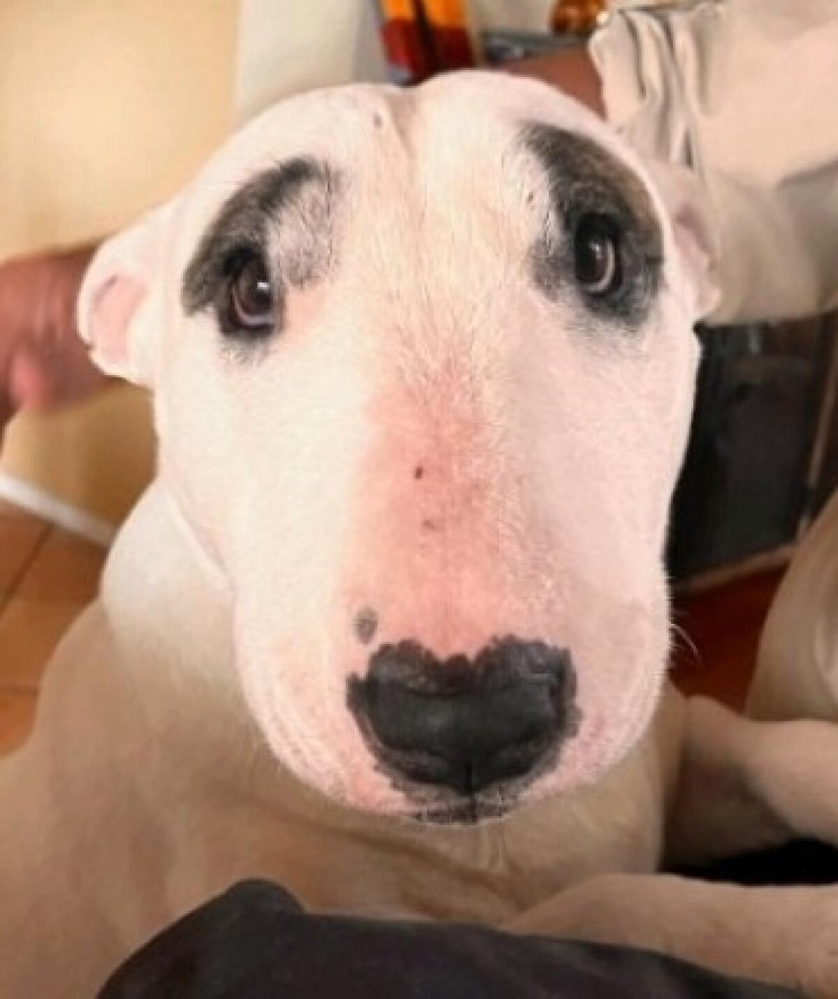 Snoopy, the writer's adopted bull terrier.