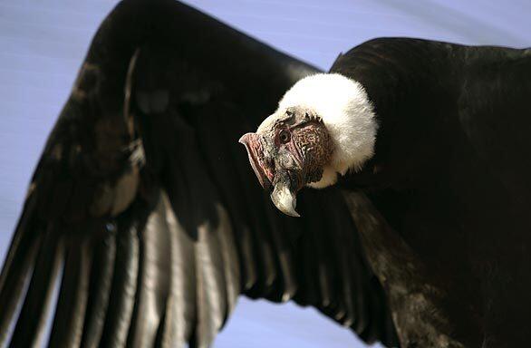 Gazing condor