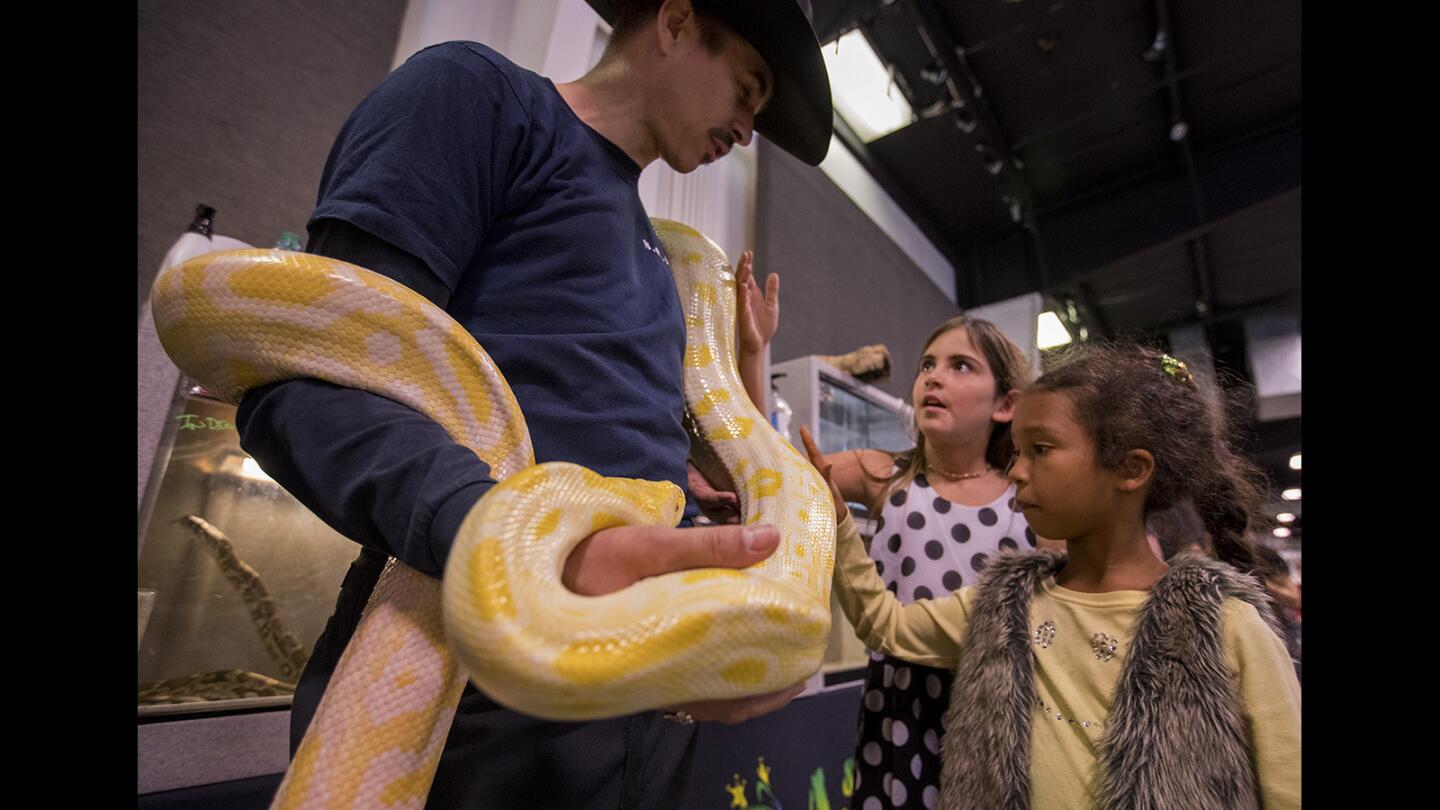 Justin Gardner with the Southern Calififornia Herpetology Assn. and Rescue holds Revelations, an albino Burmese python, as young visitors pet her at Repticon at the OC Fair & Event Center in Costa Mesa on Saturday.
