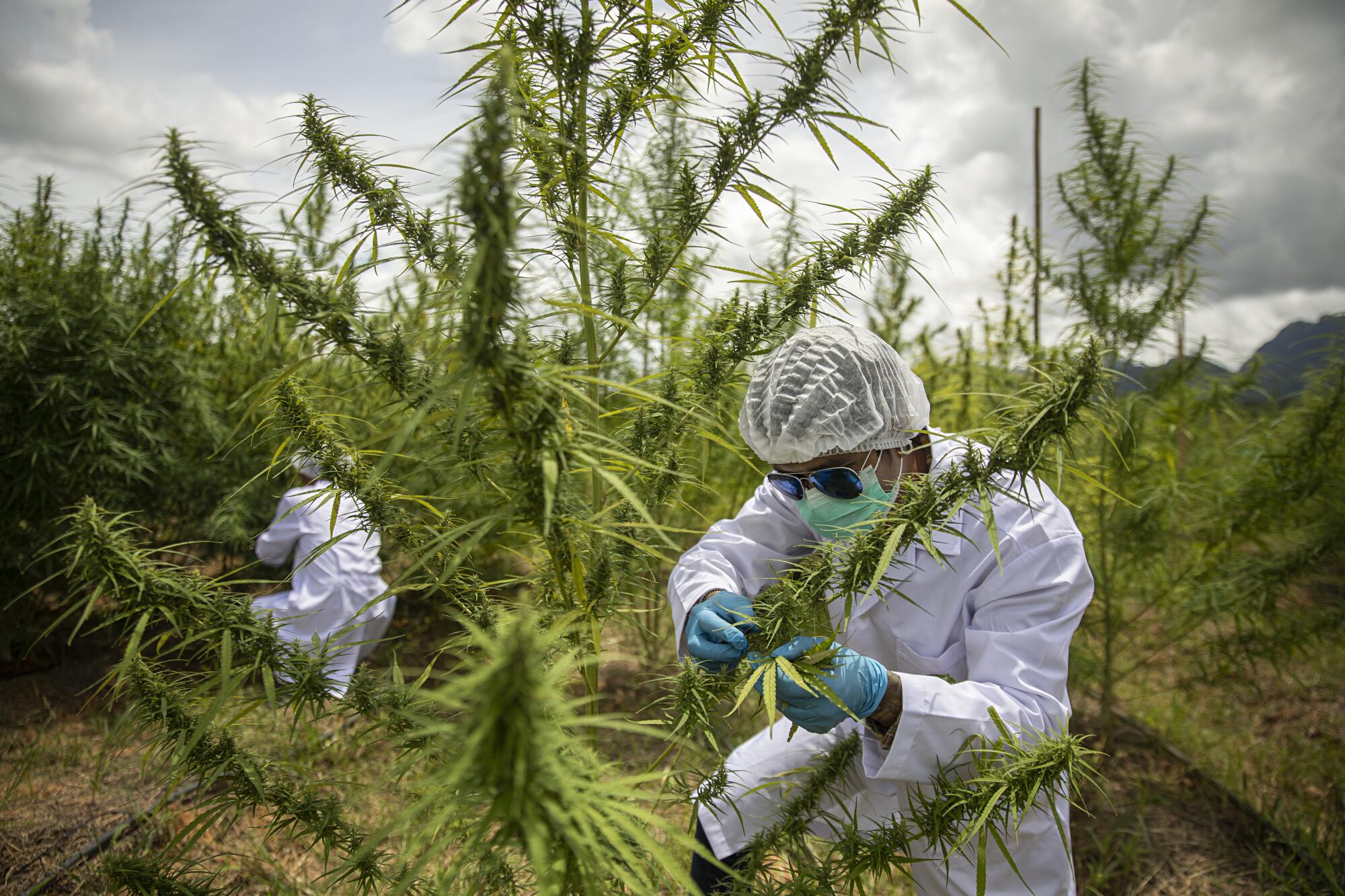 Employees trim marijuana leaves at an outdoor farm.