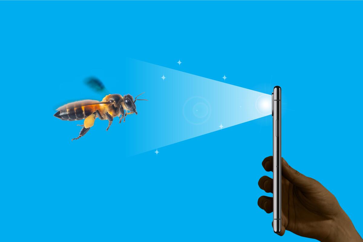 Want to help bees? Grab your smartphone.