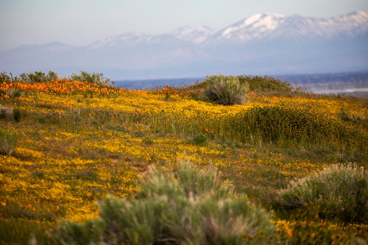 Orange and yellow flowers cover a hillside in a Lancaster poppy reserve. 