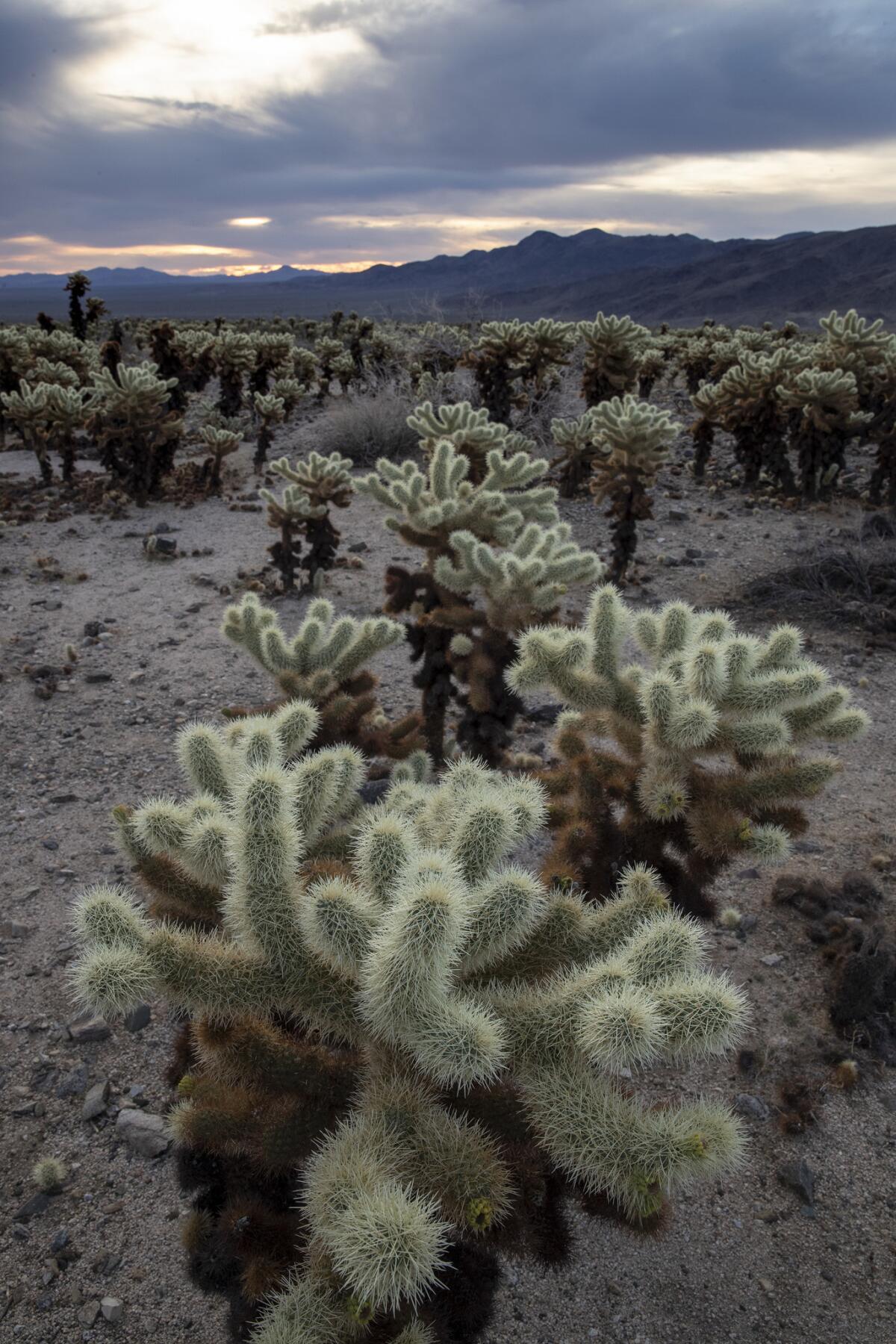 Cholla cactus in the cholla garden in the Pinto Basin area of Joshua Tree National Park.