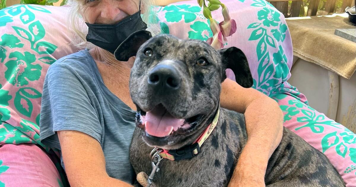 Some pets still wander the ruins of Lahaina. Weary animal rescuers are on a mission Some pets still wander the ruins of Lahaina. Weary animal rescuers are on a mission