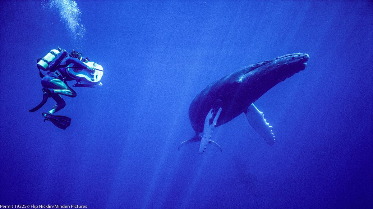 ‘The man who rode a whale:’ Chuck Nicklin, pioneering underwater diver and photographer, dies at 95