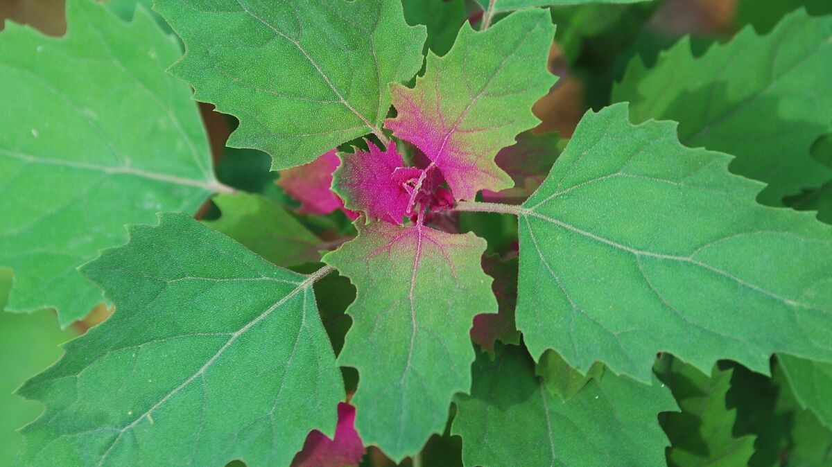 An annual leafy vegetable also known as Magenta Spreen. (Dragoncello / Getty Images/iStockphoto)