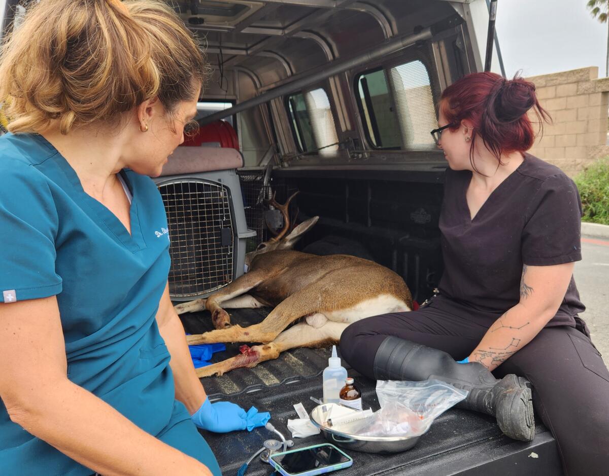 Veterinarian Elizabeth Wood and wildlife technician Teal Helms look over a tranquilized deer found in Costa Mesa Saturday.