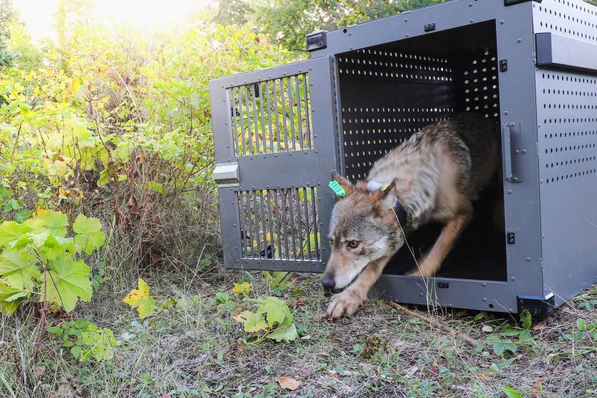 FILE - This Sept. 26, 2018, photo provided by the National Park Service shows a 4-year-old female gray wolf emerging from her cage as she is released at Isle Royale National Park in Michigan. Researchers who were forced to cut an annual survey of wildlife on the remote Lake Superior island short this winter due to unusually warm weather announced Tuesday, April 30, 2024, that the data they were able to gather shows the island's wolf population is stable. (National Park Service via AP, File)