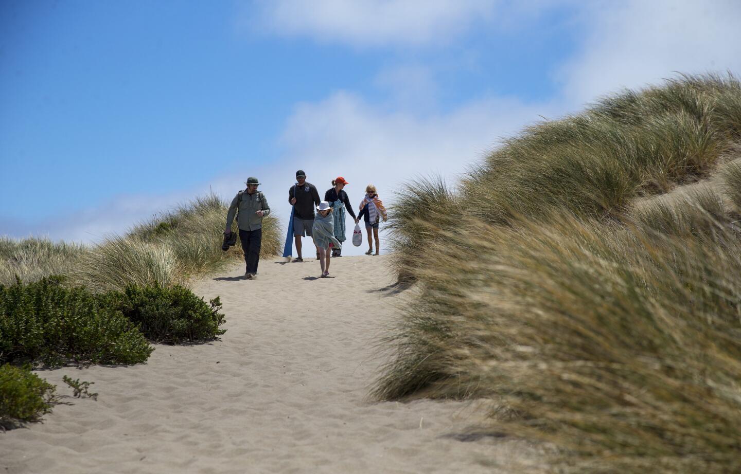 Beachgoers walk through the dunes and grasses at Limantour Beach.