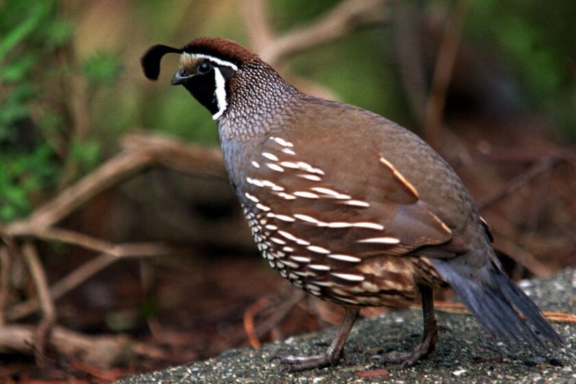 SPECIAL TO THE LOS ANGELES TIMES  A California Quail is seen in San Francisco's Golden Gate Park. The birds have declined from several thousand a few years ago to less than a dozen now. (AP Photo/Randi Lynn Beach)