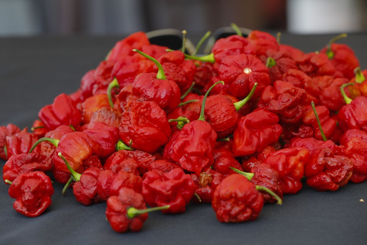 Judges inspect and give an official total count of the Carolina Reaper chilis 