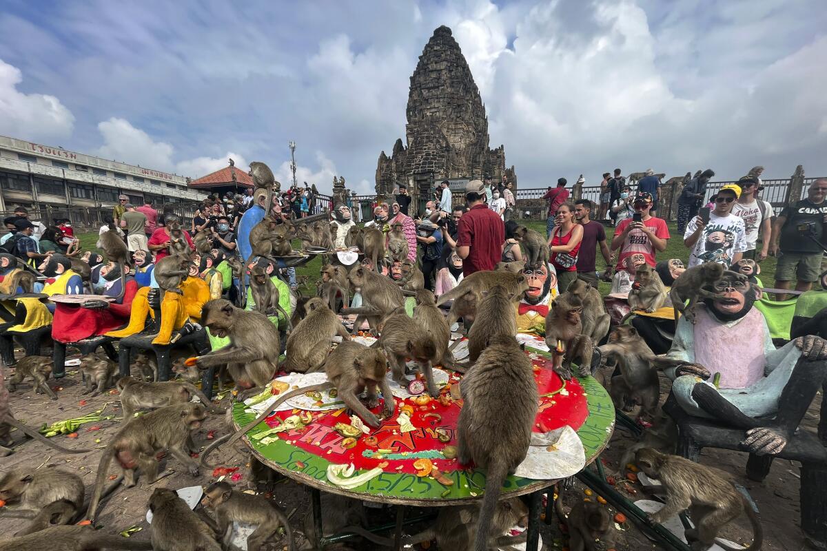 Monkeys eat fruit during a festival in Lopburi province, Thailand, with an ancient pagoda in the background. 