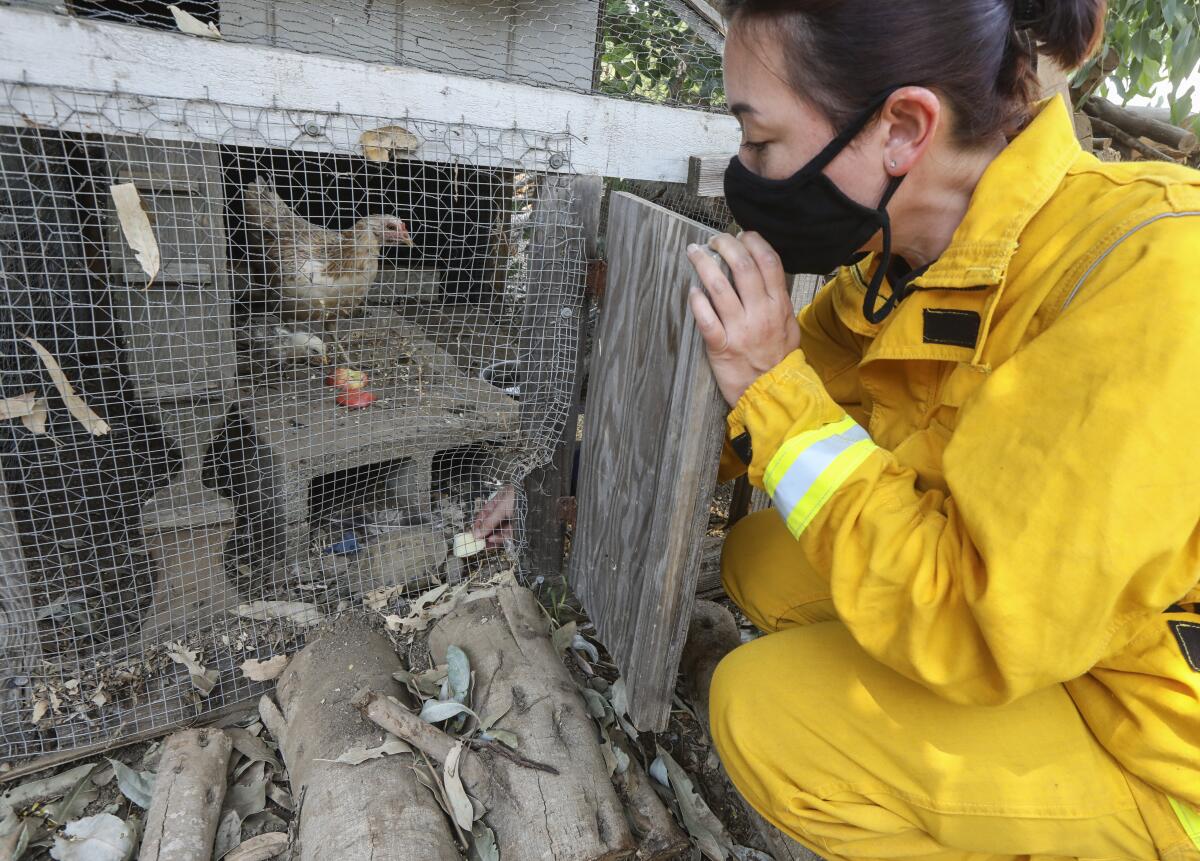  Joy Ollinger of the San Diego Humane Society provides food and water to a turtle and some livestock in Lawson Valley.