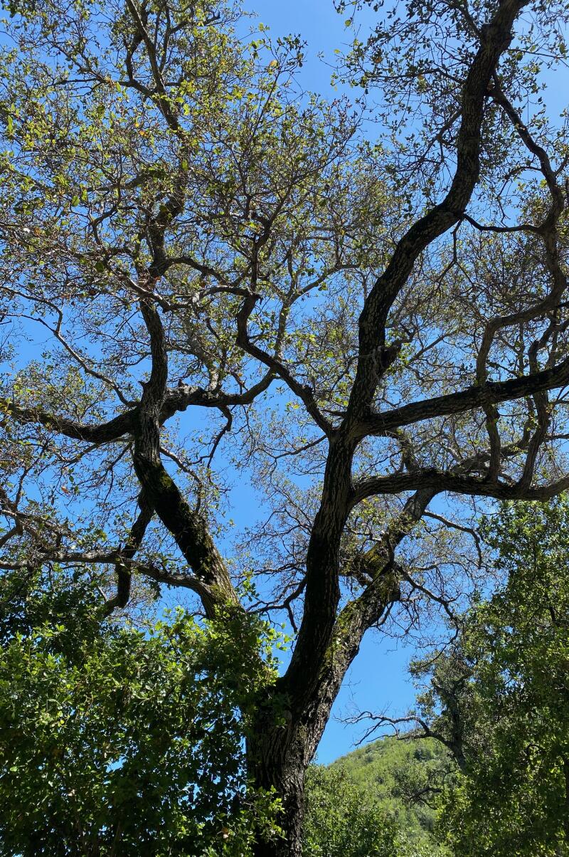 View of tall oak tree from the ground, leaves are thin in upper branches