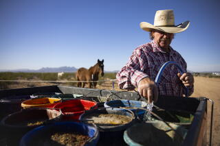 Larry Housley pumping water into buckets for horses at his farm near Bouse, Ariz.