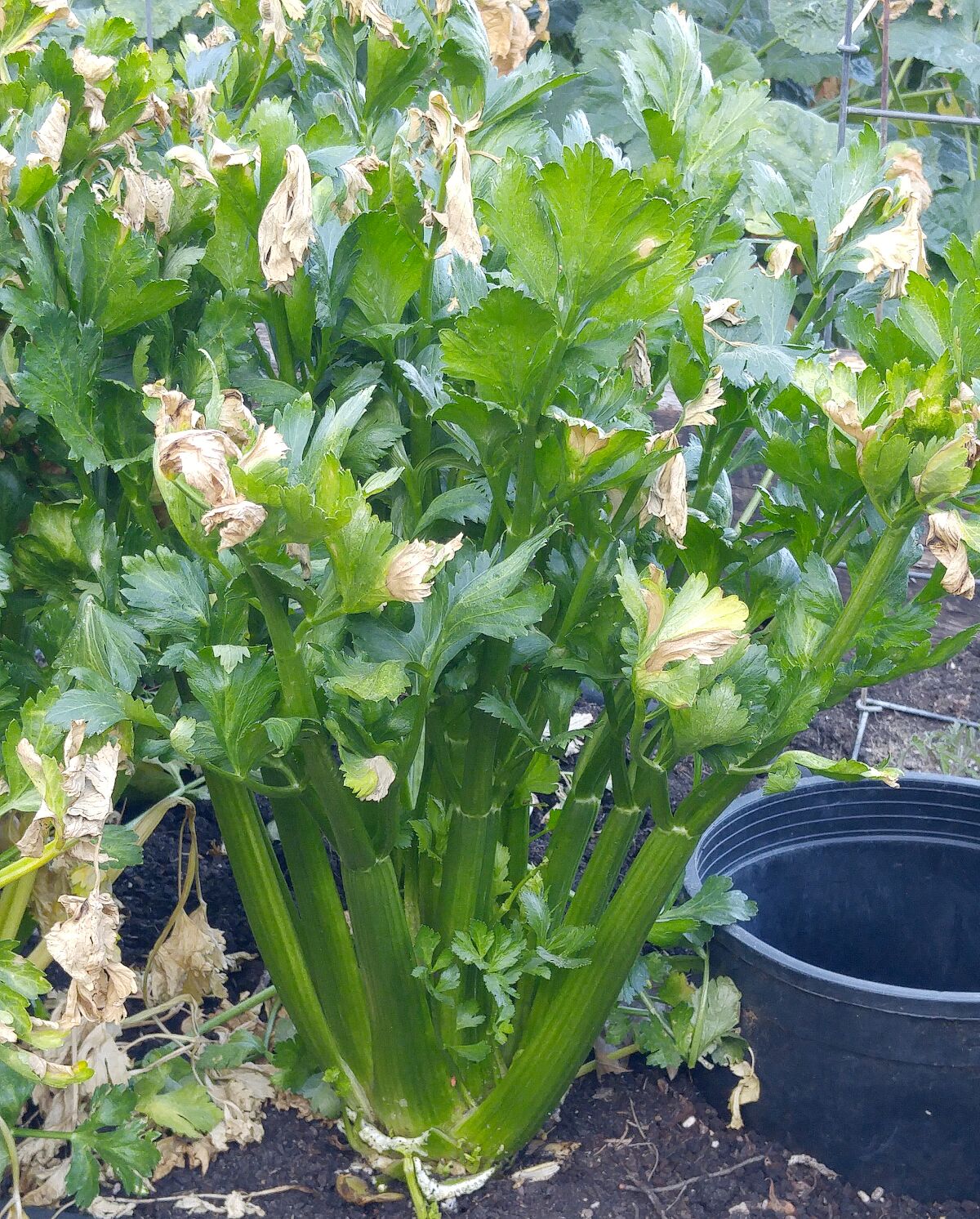 Harvest celery from the outside in.