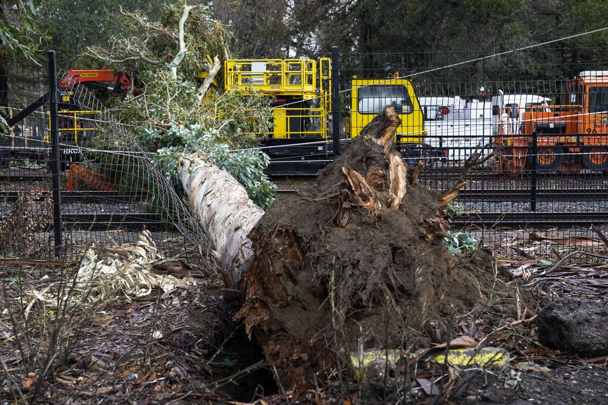 A fallen tree lies on railroad tracks