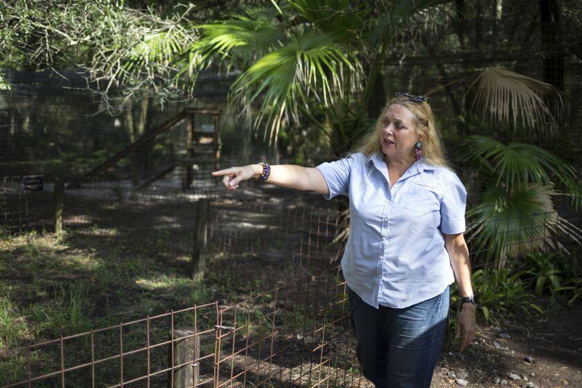 FILE - Carole Baskin, founder of Big Cat Rescue, walks the property near Tampa, Fla., July 20, 2017. The owners of the Florida-based tiger sanctuary made famous by the Netflix docuseries, “Tiger King,” say they plan to move their big cats to an Arkansas facility and sell their property. (Loren Elliott/Tampa Bay Times via AP, File)