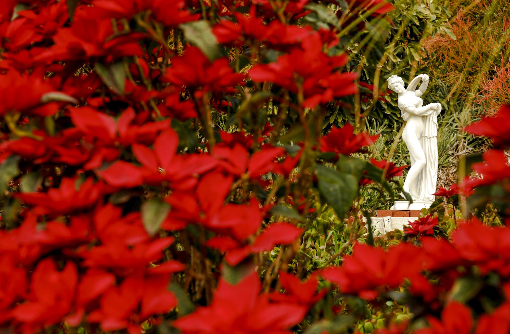 A nymph sculpture framed by poinsettias 