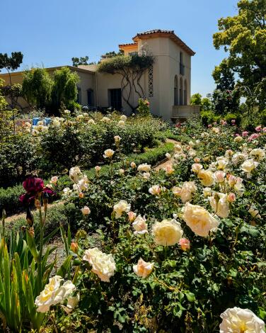 A swath of yellow roses leads up to a Spanish-style building 
