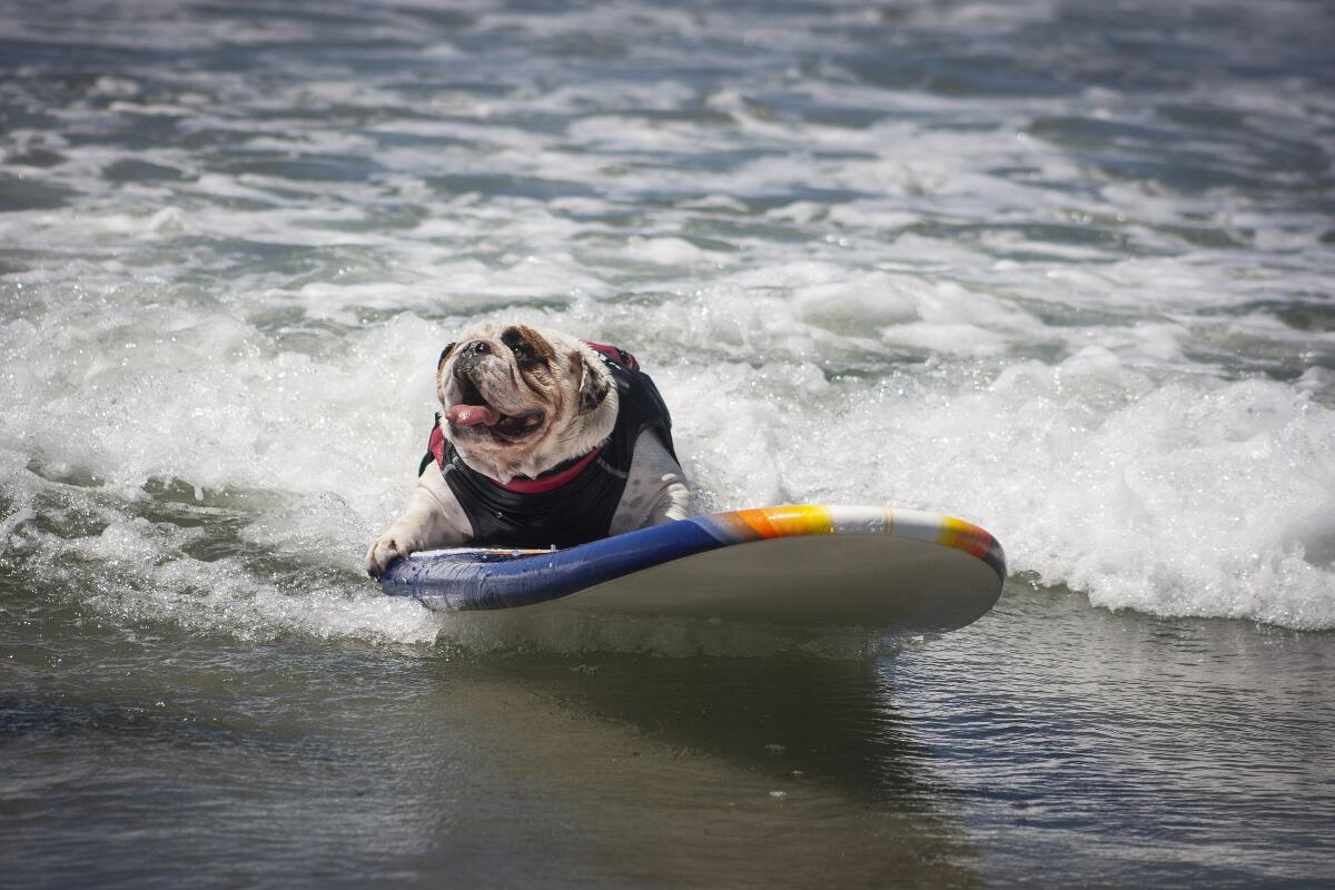 A dog rides the waves at the Helen Woodward Surf Dog Surf-A-Thon in 2019.