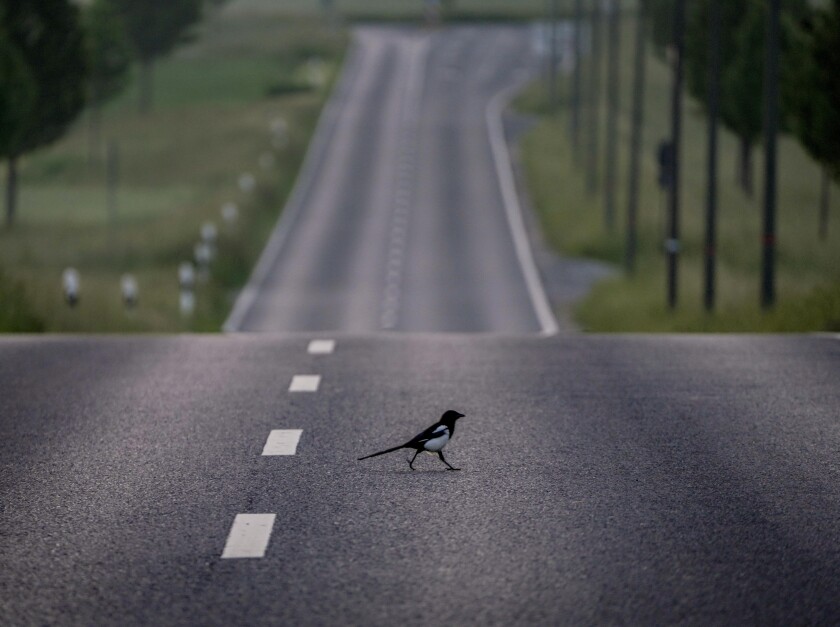 A magpie walks on an empty road on the outskirts of Frankfurt, Germany, Wednesday, June 2, 2021. (AP Photo/Michael Probst)