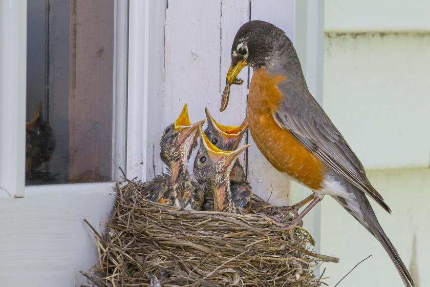 A robin feeds her babies. Birds typically try to build nests in hard-to-spot areas to protect their young.