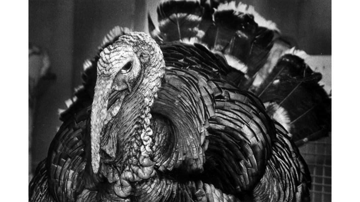 Nov. 18, 1988: "Big Guy" lives in an apartment in Burbank and is the star of a Vegetarian Society of Southern California news conference promoting meatless Thanksgiving dinners.