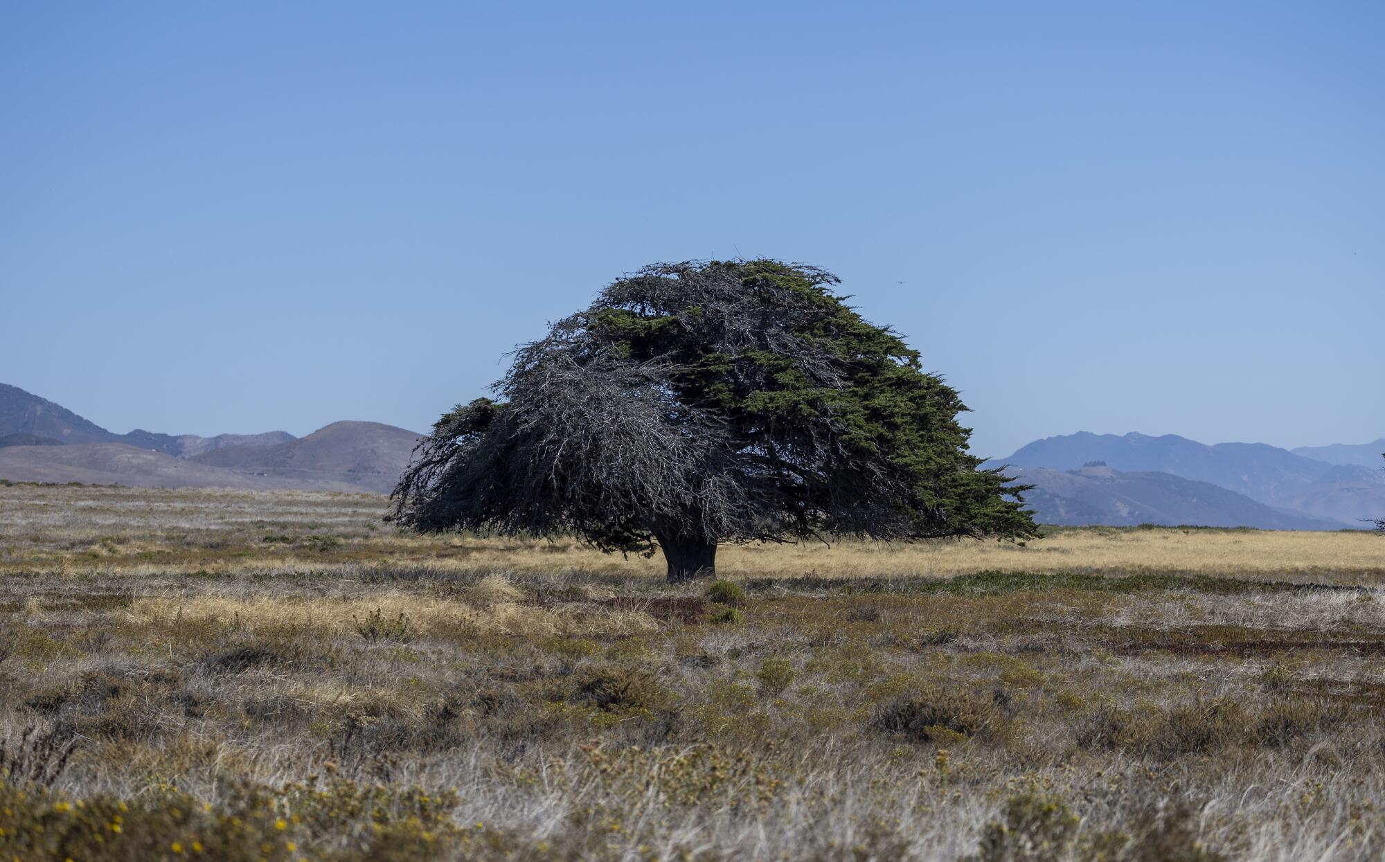A lone tree rises in a field.