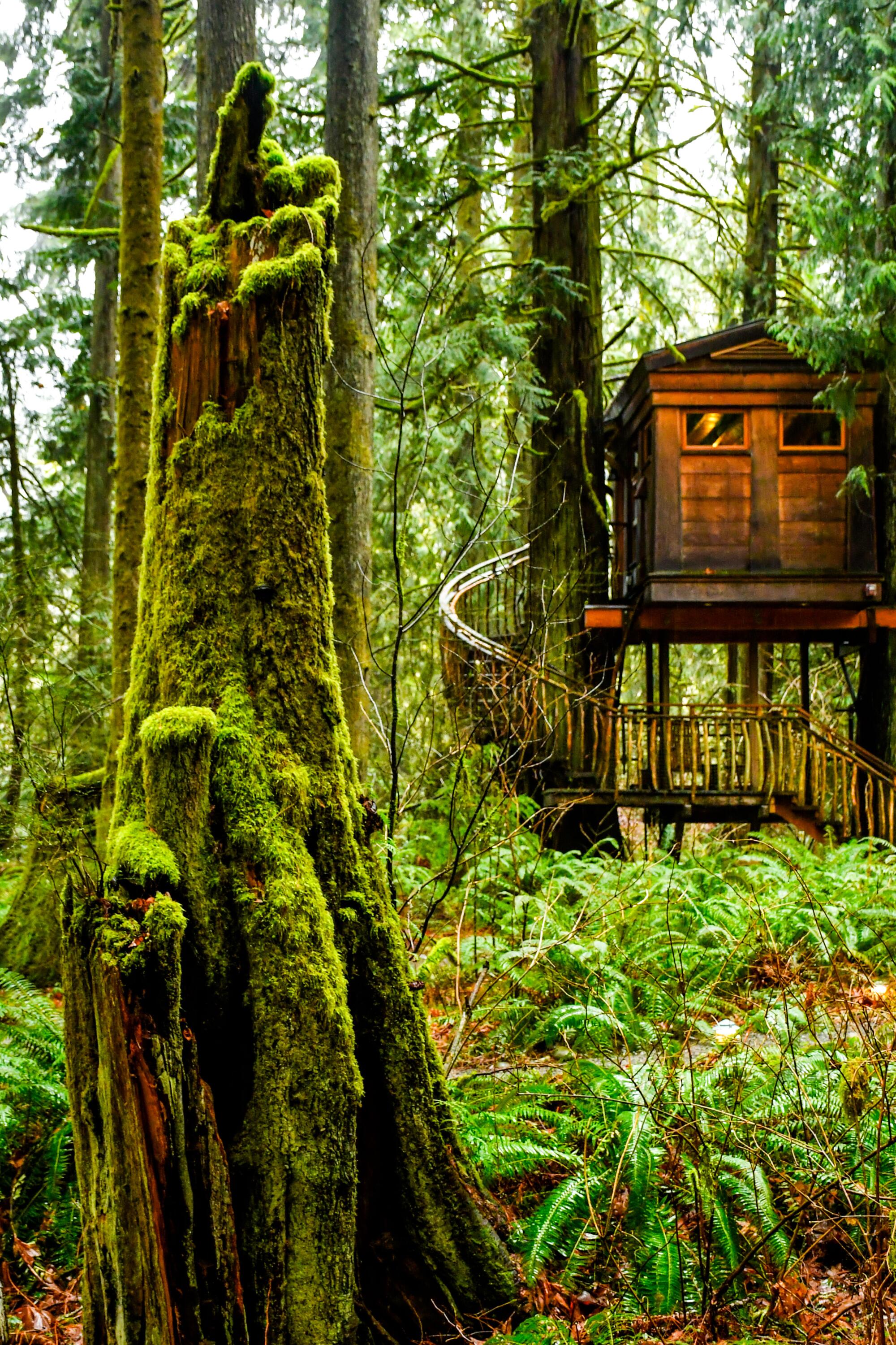 A tree house in the middle of a green forest near Seattle.