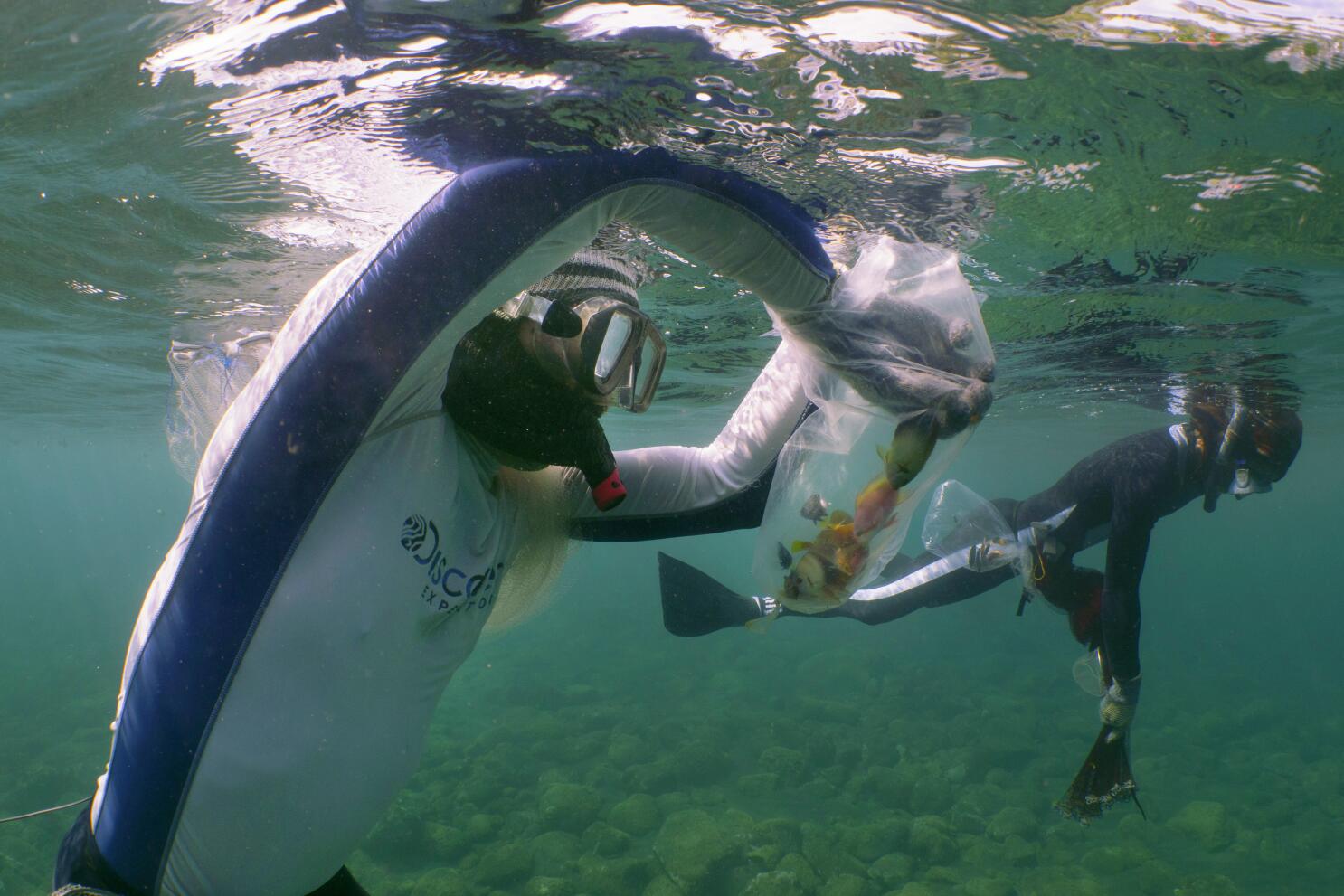 Similitudes de la estación depuradora de aguas residuales con el acuario -  especiesPRO