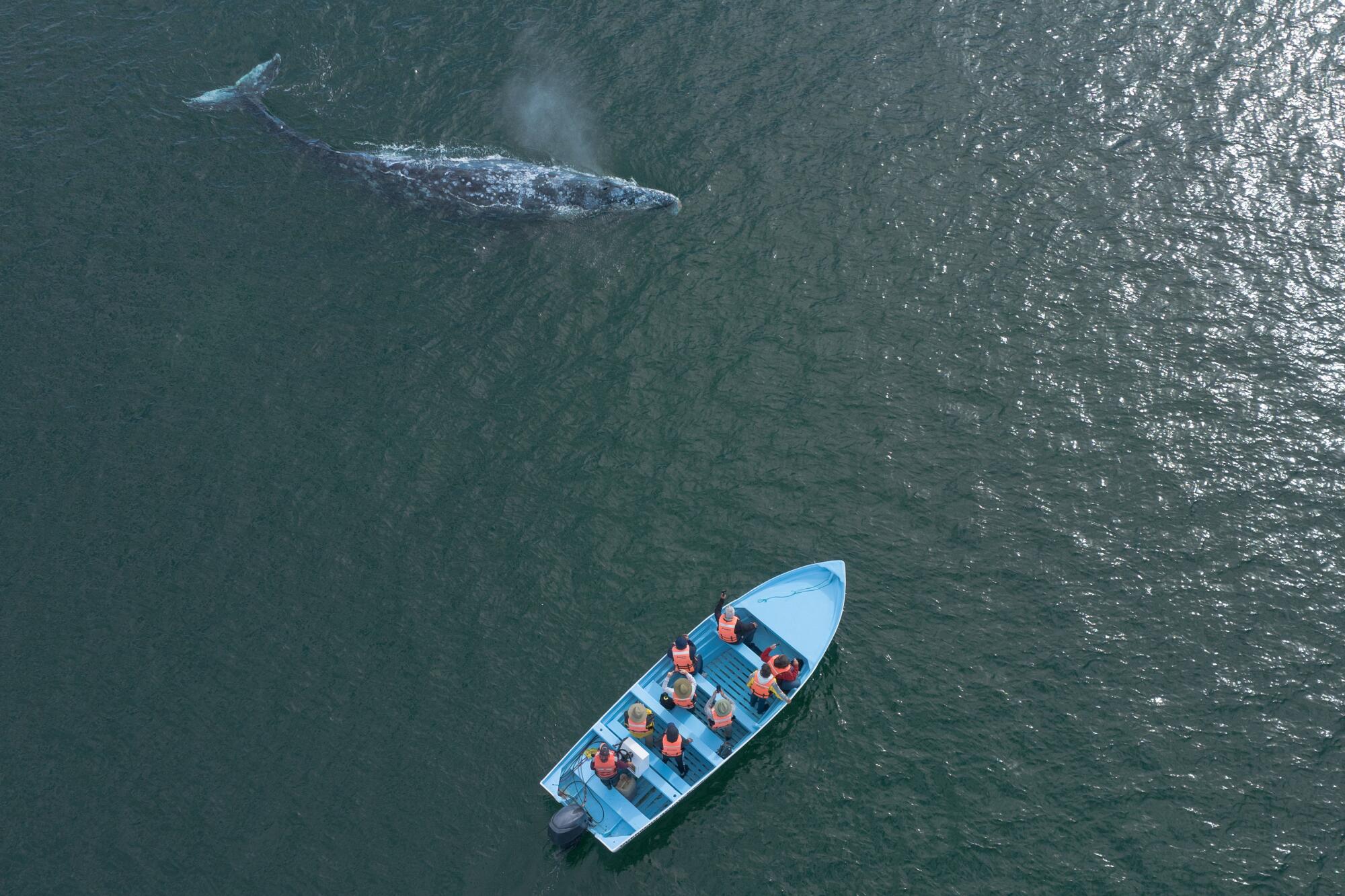 Tourists watch from a panga as a gray whale surfaces and spouts a misty jet of vapor at the Laguna Ojo de Liebre.