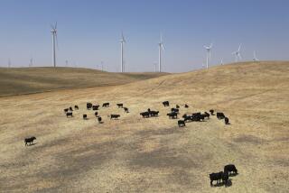 In this aerial photo cattle grazes on a hillside with wind farms in the background in rural Solano County, Calif., Wednesday, Aug. 30, 2023. Silicon Valley billionaires and investors are behind a years-long, secretive land buying spree of more than 78 square miles (202 square kilometers) of farmland in Solano County with the goal of creating a new city.(AP Photo/Terry Chea)