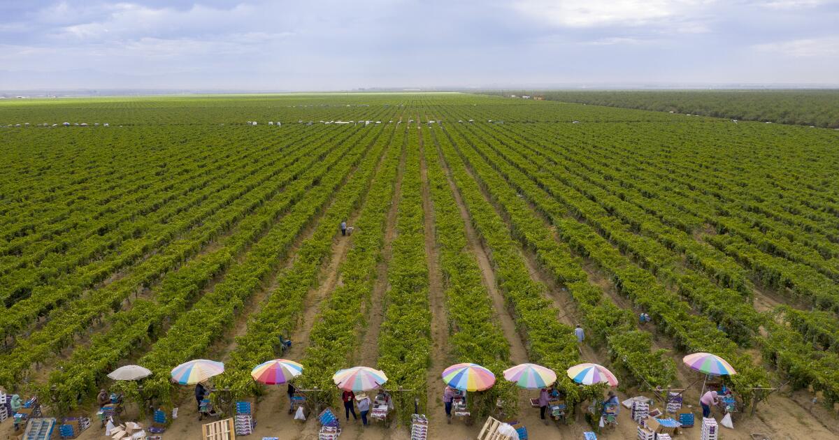 California cuts back on safety enforcement as farmworkers toil in extreme heat