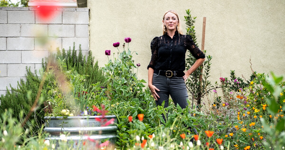 How to create a budget-friendly DIY drought-tolerant garden