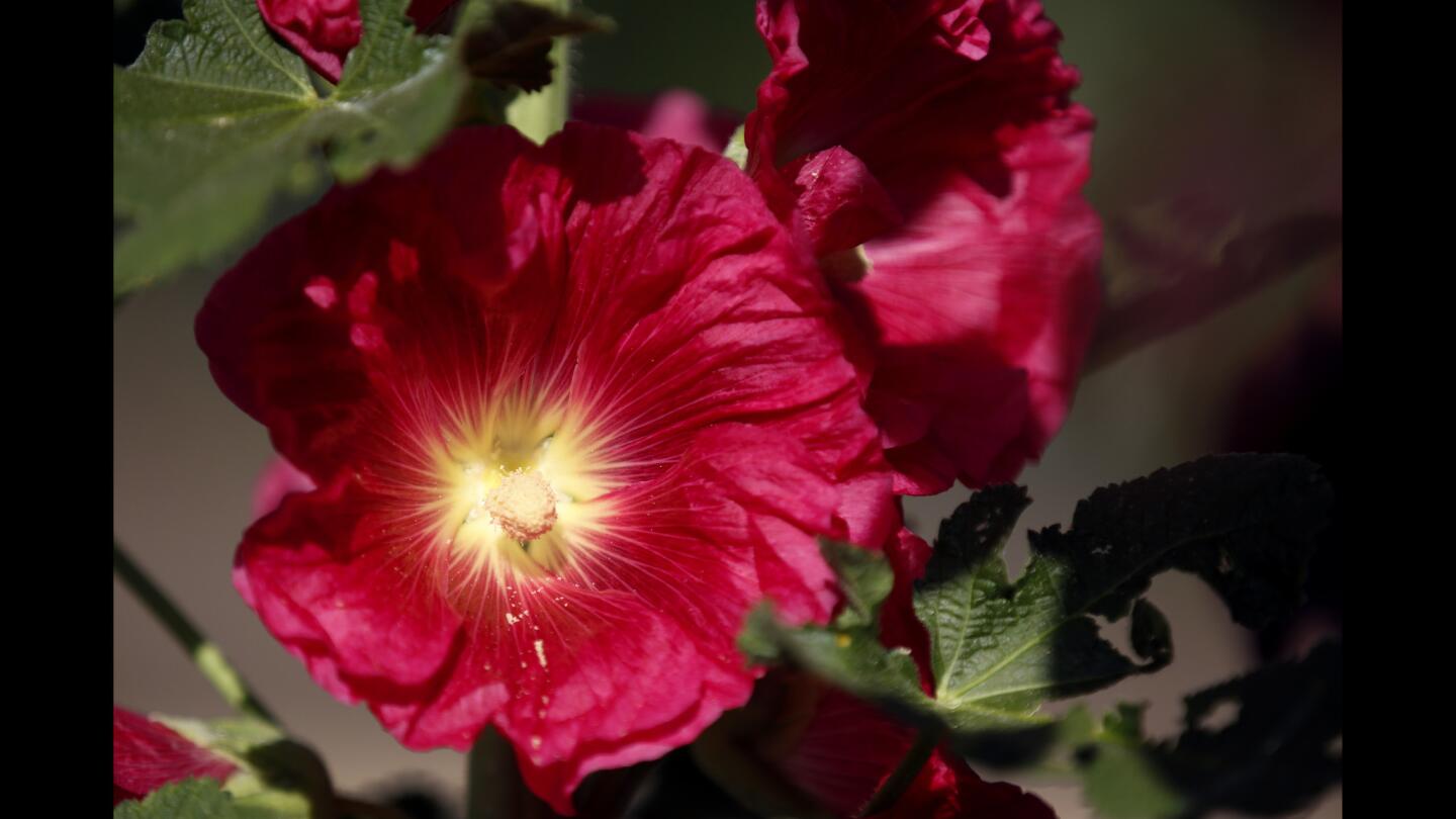 Peggy Casey's Altadena garden