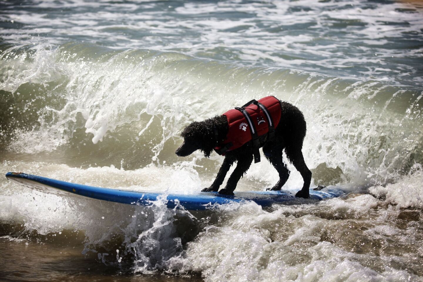 Daisy Dukes, a 3-year-old standard poodle, spends the morning cooling down during a surfing lesson at Huntington Dog Beach on Sunday.