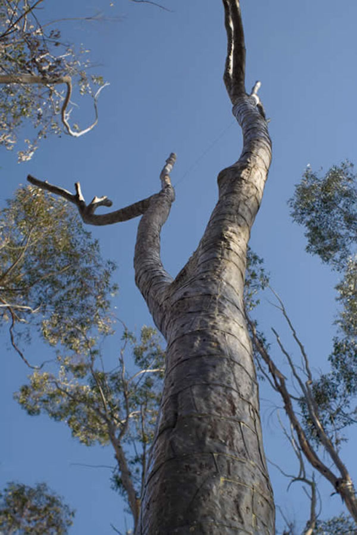 Terry Allen's public sculpture "Trees."