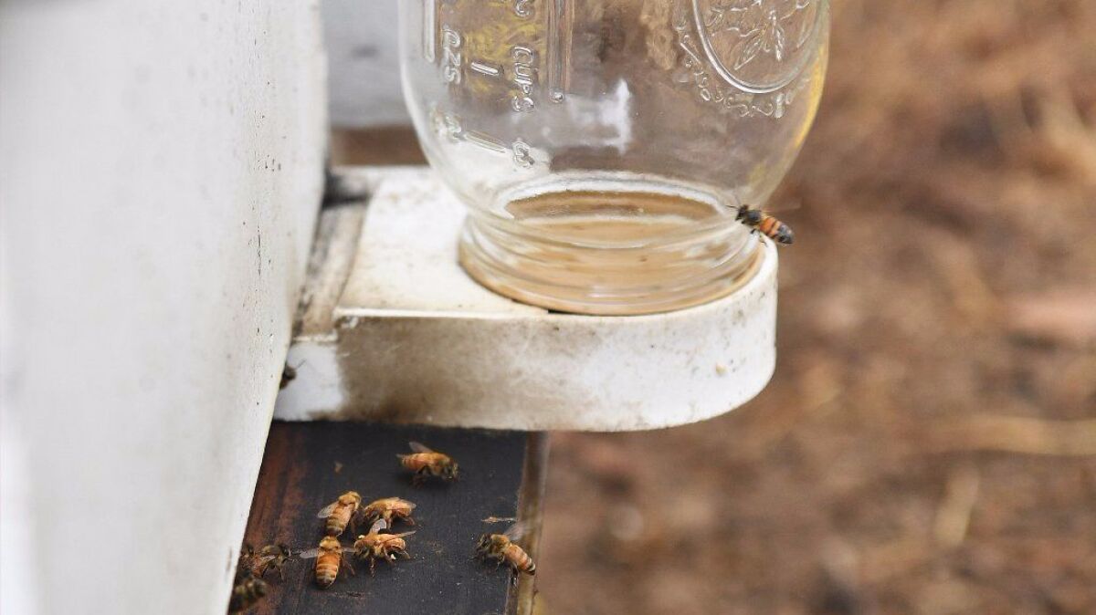 The couple became backyard bee keepers to help the insects face environmental challenges.