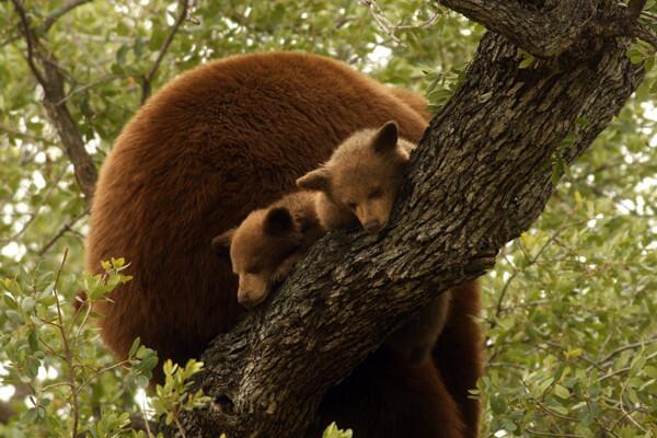 Altadena mother bear and cubs