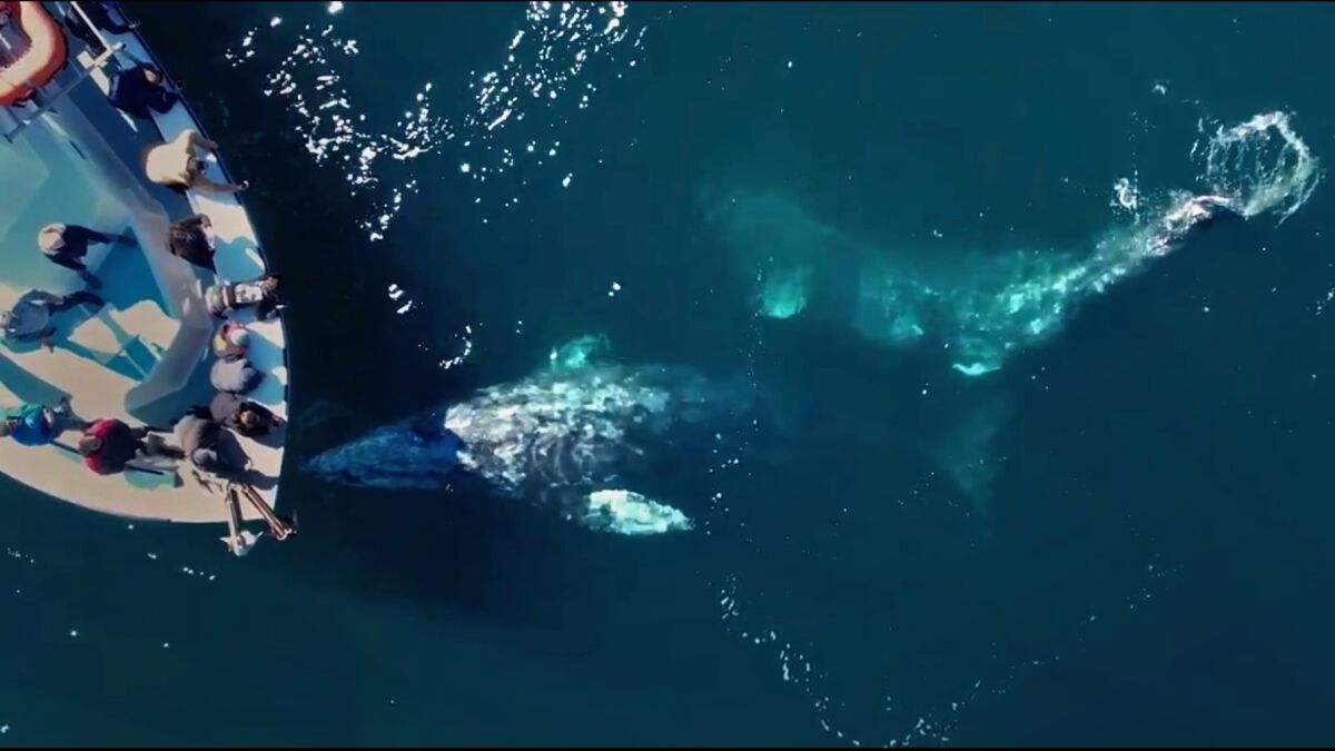 Passengers on a whale-watching excursion Monday morning near Oxnard