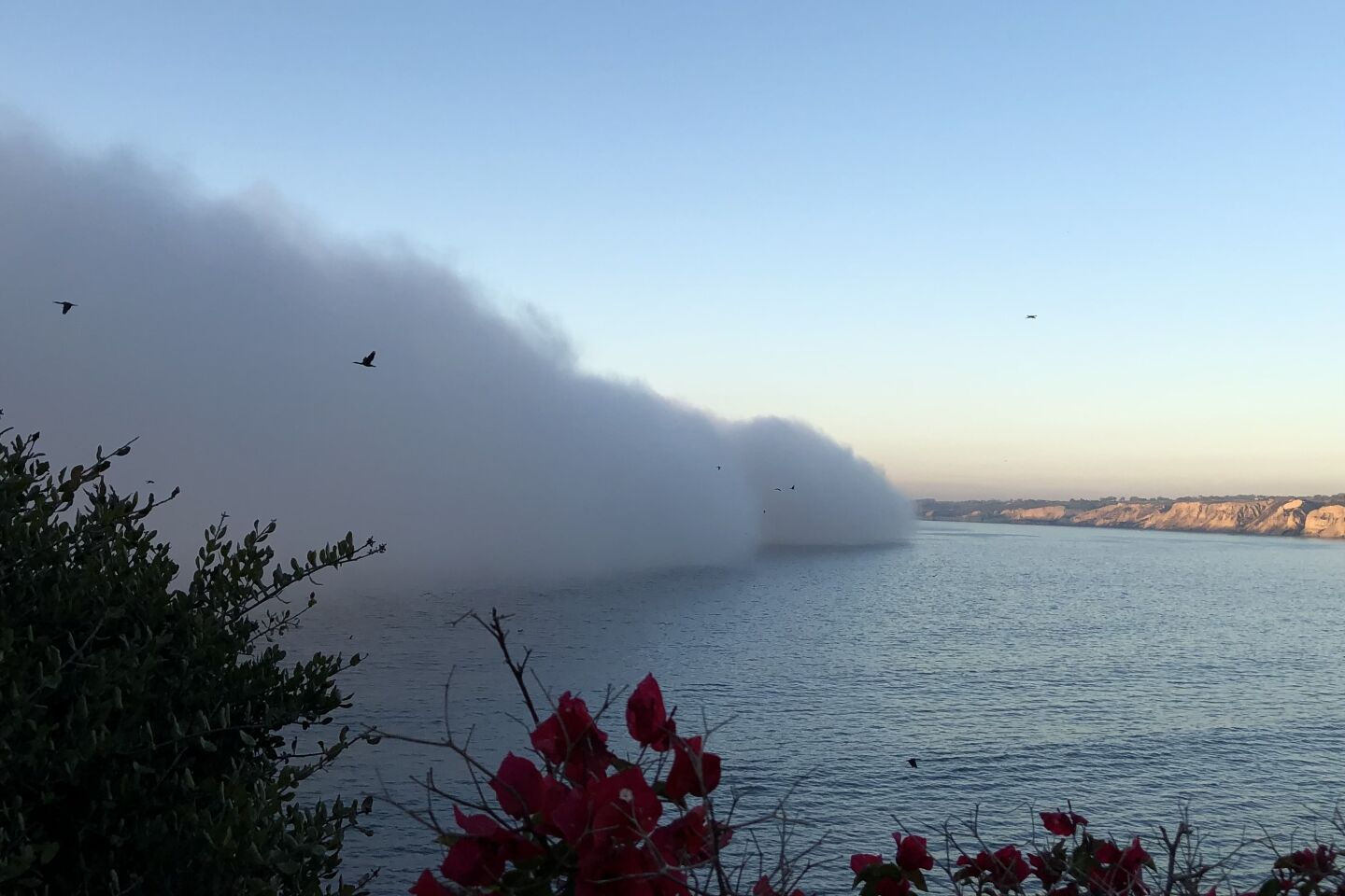 Coast Walk fog