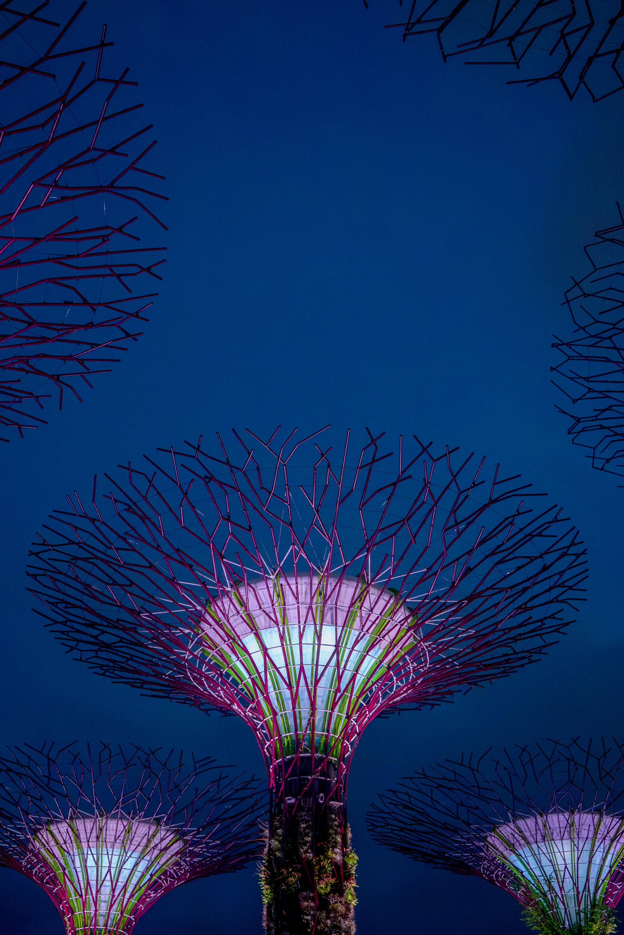 The Supertrees at the Gardens by the Bay in Singapore.
