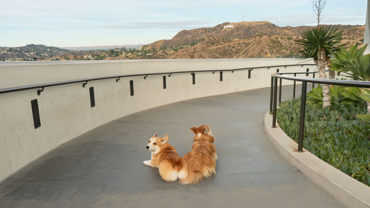 Navigatela A Guide to Pet-Friendly Los Angeles: 24 Hours with LA’s Most Chic Pups ...