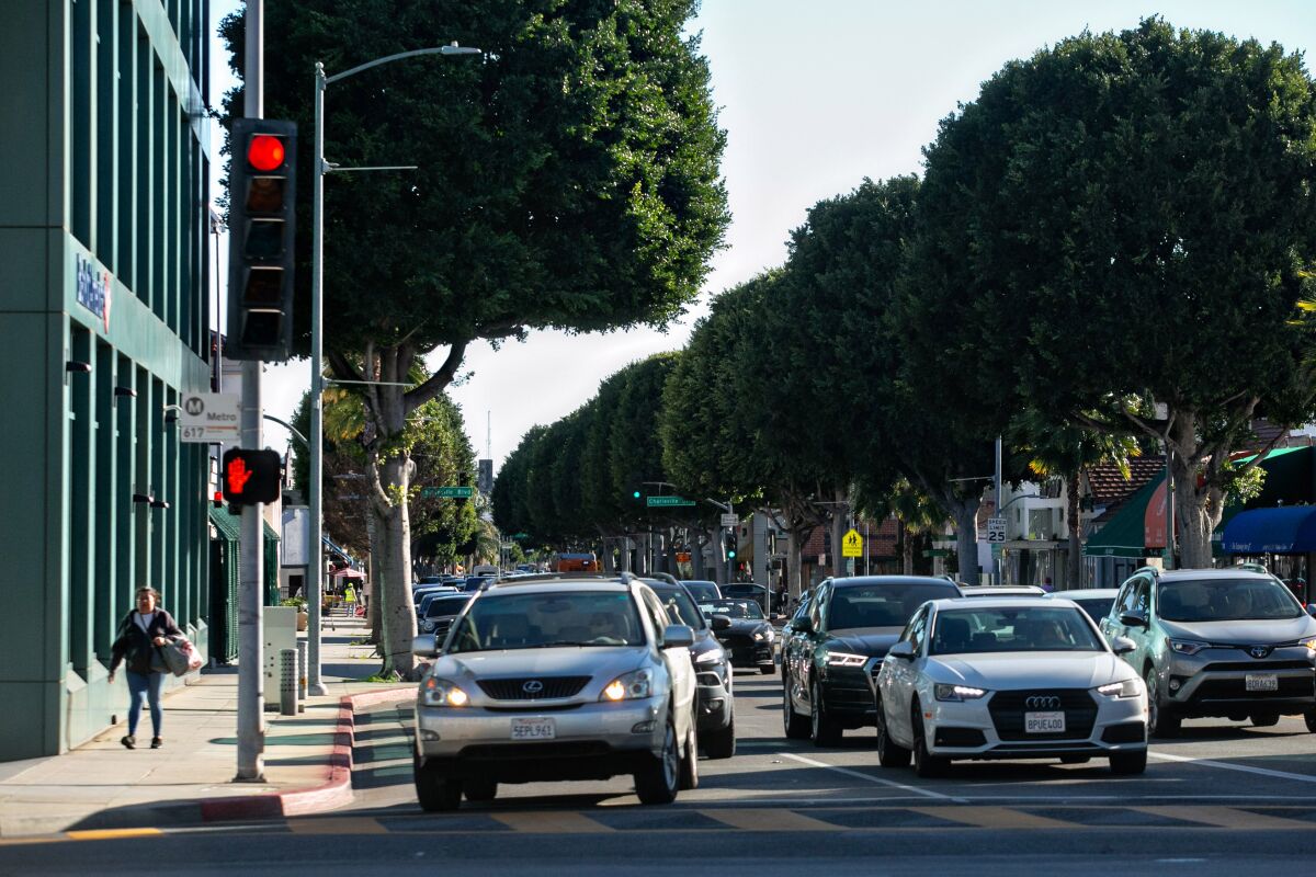 Large ficus trees line a Beverly Hills street.
