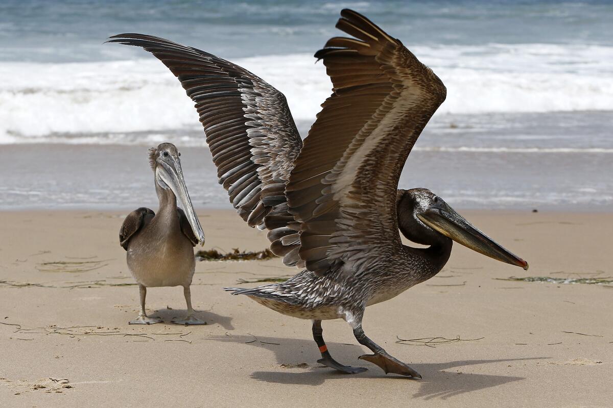 Two pelicans on the beach, one with wings spread