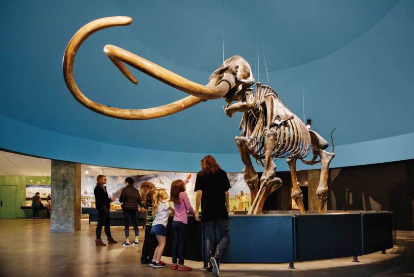 People look at a mammoth skeleton inside the La Brea Tar Pits Museum in L.A.