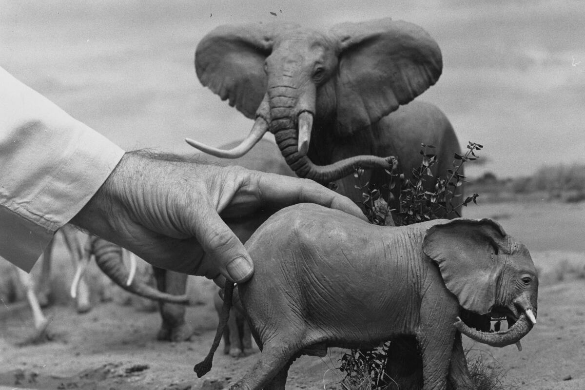 The scale of a human hand is the only giveaway that this photograph of an adult and a baby elephant was made using models.