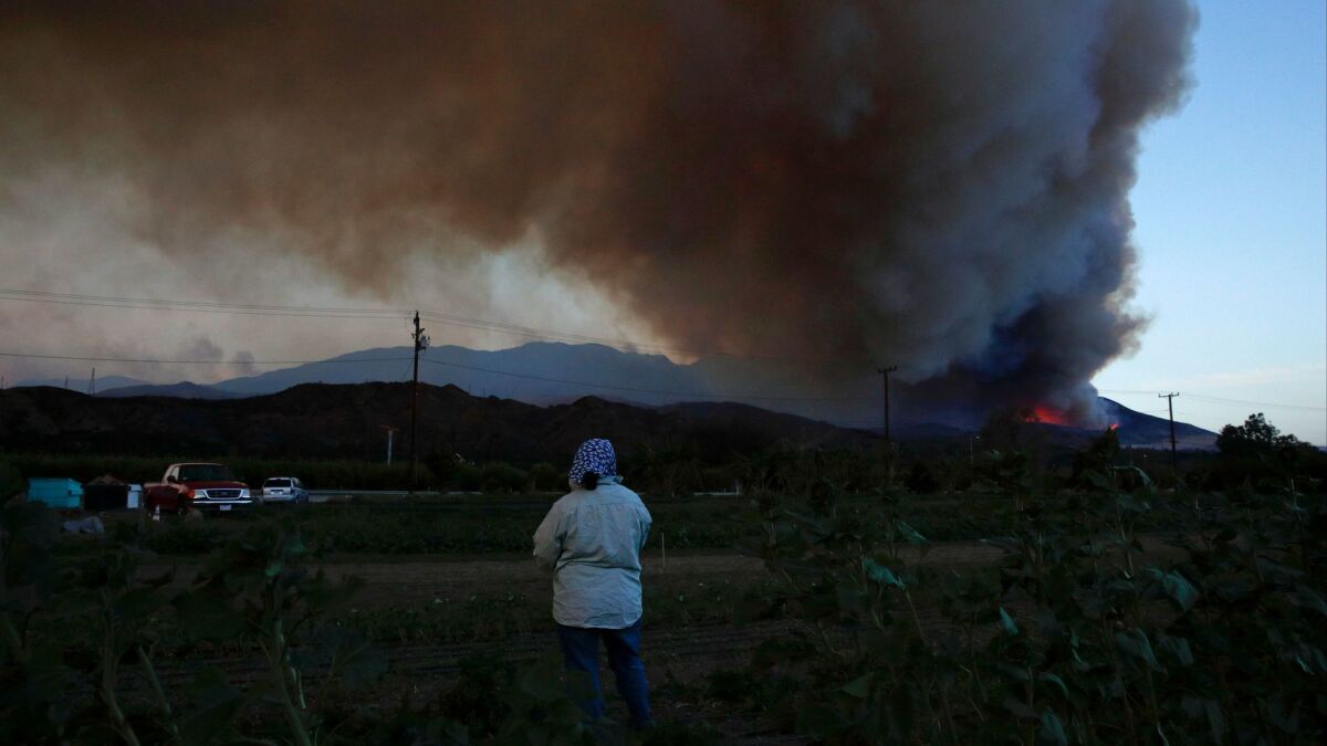 Farmworker Maria Carlines watches a plume of smoke from the Thomas fire on Dec. 7 in Santa Paula.