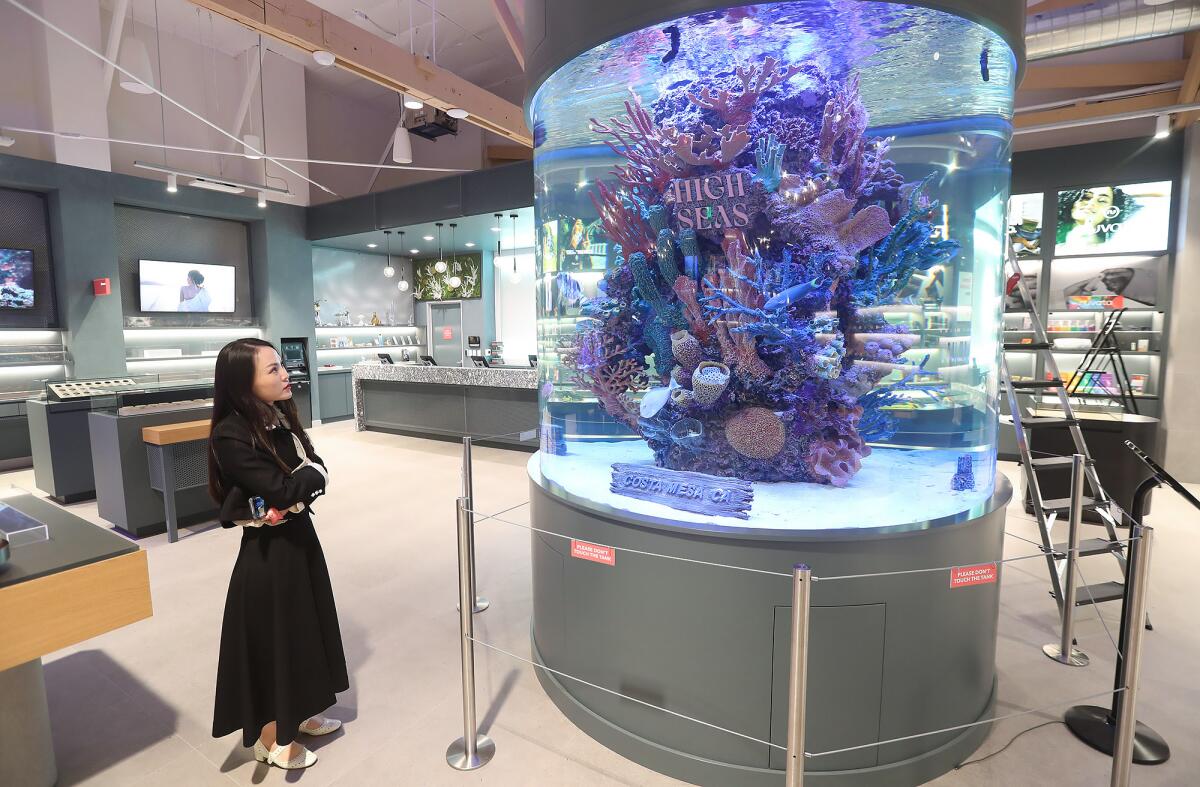  Rachel Xin with one of the saltwater fish tanks inside her High Seas Cannabis Boutique in Costa Mesa.